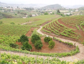 Bodega Frontón de Oro