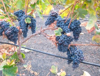 Bodega Losoyos