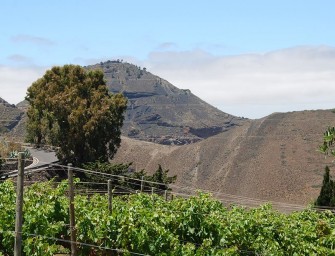 Bodega La Higuera Mayor