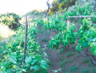 Bodega Viña Mimosa