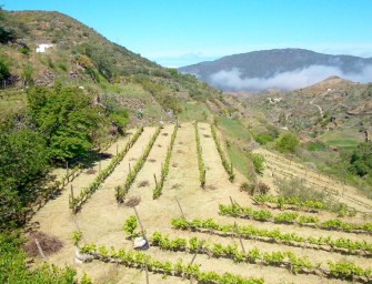 Bodega y vinos Lava