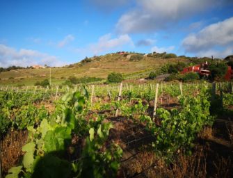 Los paisajes del vino de Gran Canaria y la conservación del territorio