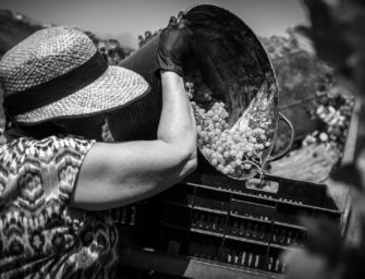 La vendimia en Gran Canaria supera en casi un 65% la producción de 2019 en este tramo del año