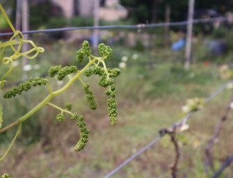 La venta online de vinos reclama Denominación de Origen Gran Canaria