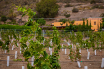 La DO Gran Canaria aumenta 13.313 m² de viña cultivada en 2021