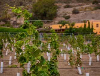 La DO Gran Canaria aumenta 13.313 m² de viña cultivada en 2021