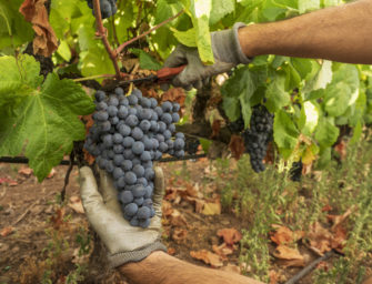 La Vendimia de 2022 concluye con más de un 67% de uva recogida que en 2021