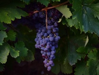Gran Canaria termina su vendimia en octubre tras cuatro meses de recogida de uva